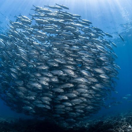 Emoha Dive Resort Сантандер Екстериор снимка